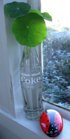 Old Coke bottle used as display vase